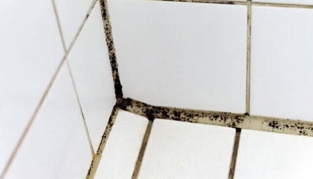 Ron gạch bị nấm mốc: Nguyên nhân và cách xử lý